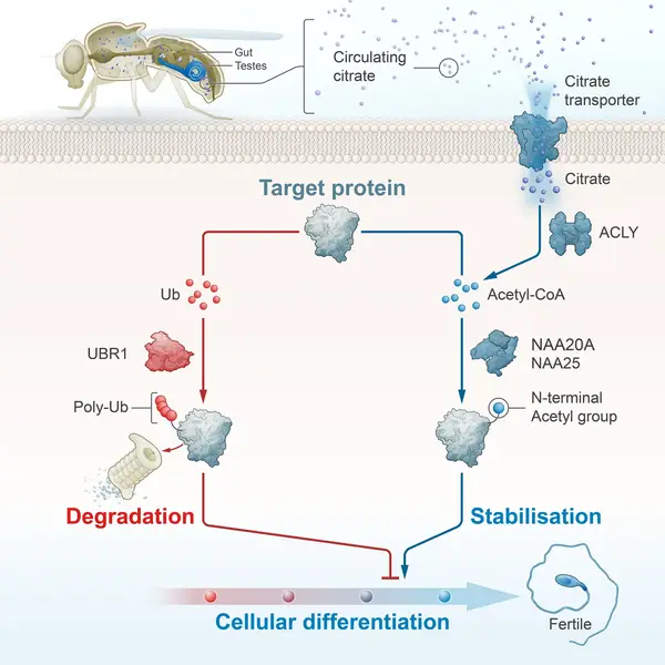 Germline cell differentiation