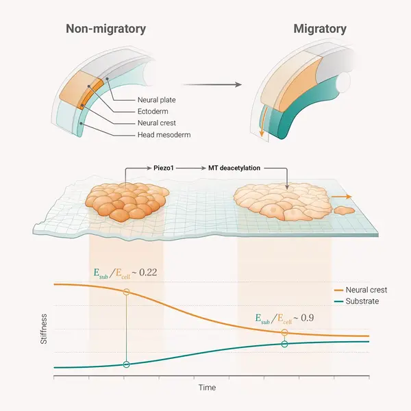Morphogenesis