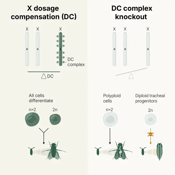 X Dosage Compensation