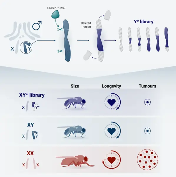 Y chromosome size