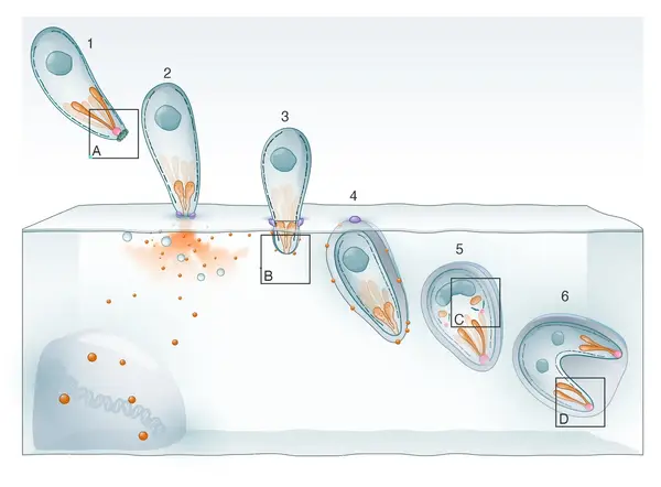 Toxoplasma invasion