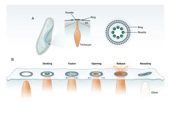 Toxoplasma invasion