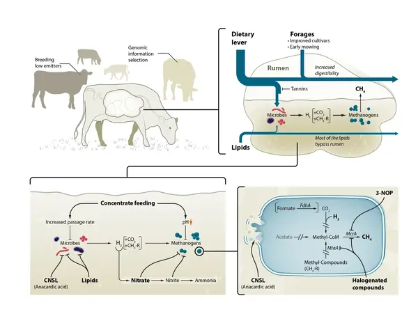 Methanogenesis