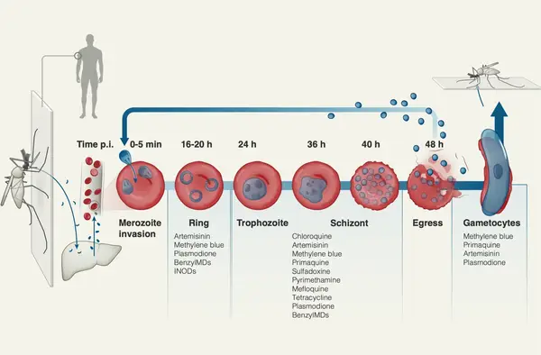 Plasmodium life cycle