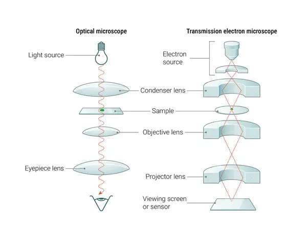 Neuroscience Slide