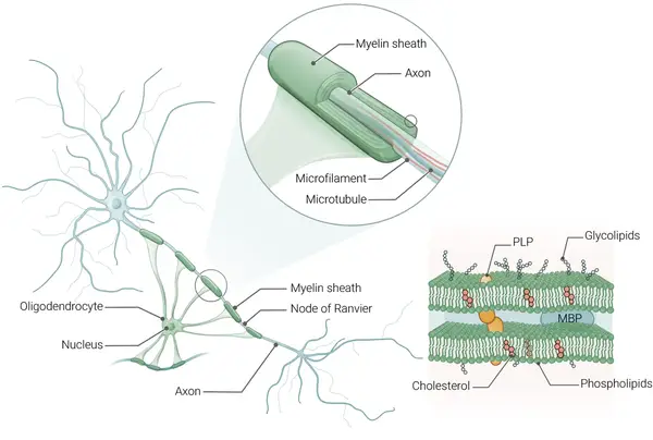Neuroscience Slide