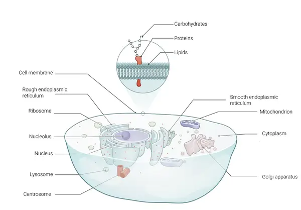 Neuroscience Slide