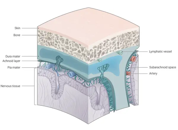 Neuroscience Slide