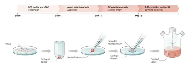 Neuroscience Slide